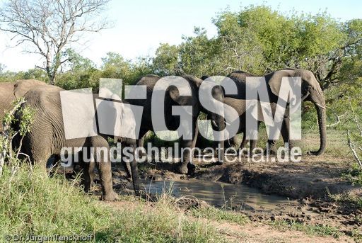 Afrikanischer Elefant (44 von 131).jpg